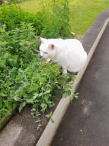 Green Mouse